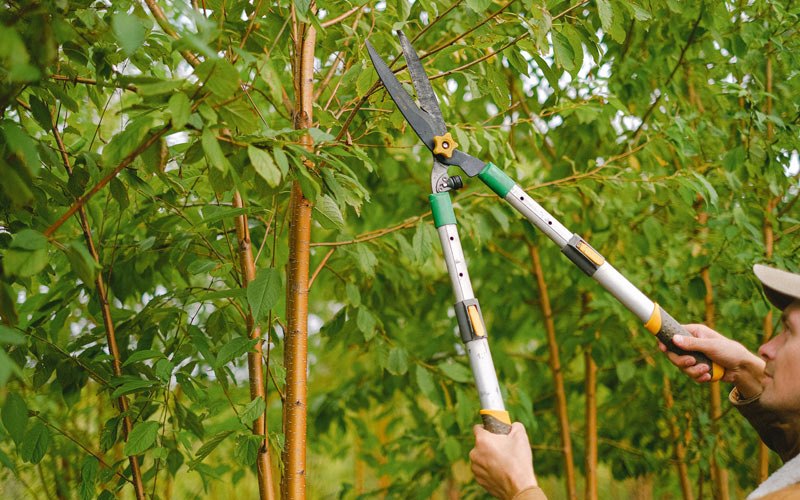 Tree trimming in Titonka, IA
